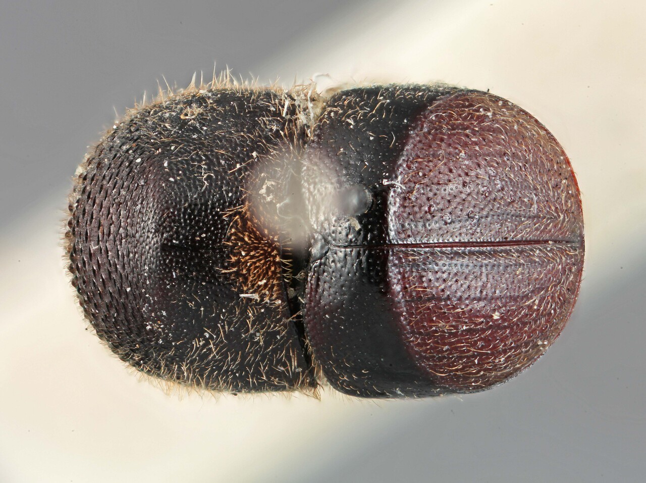 Genus / Species: Cnestus testudo | Image Author: SM Smith | Location: China, Taiwan, Taiwan (country / region) | Image Type: lectotype | Collection: Entomology