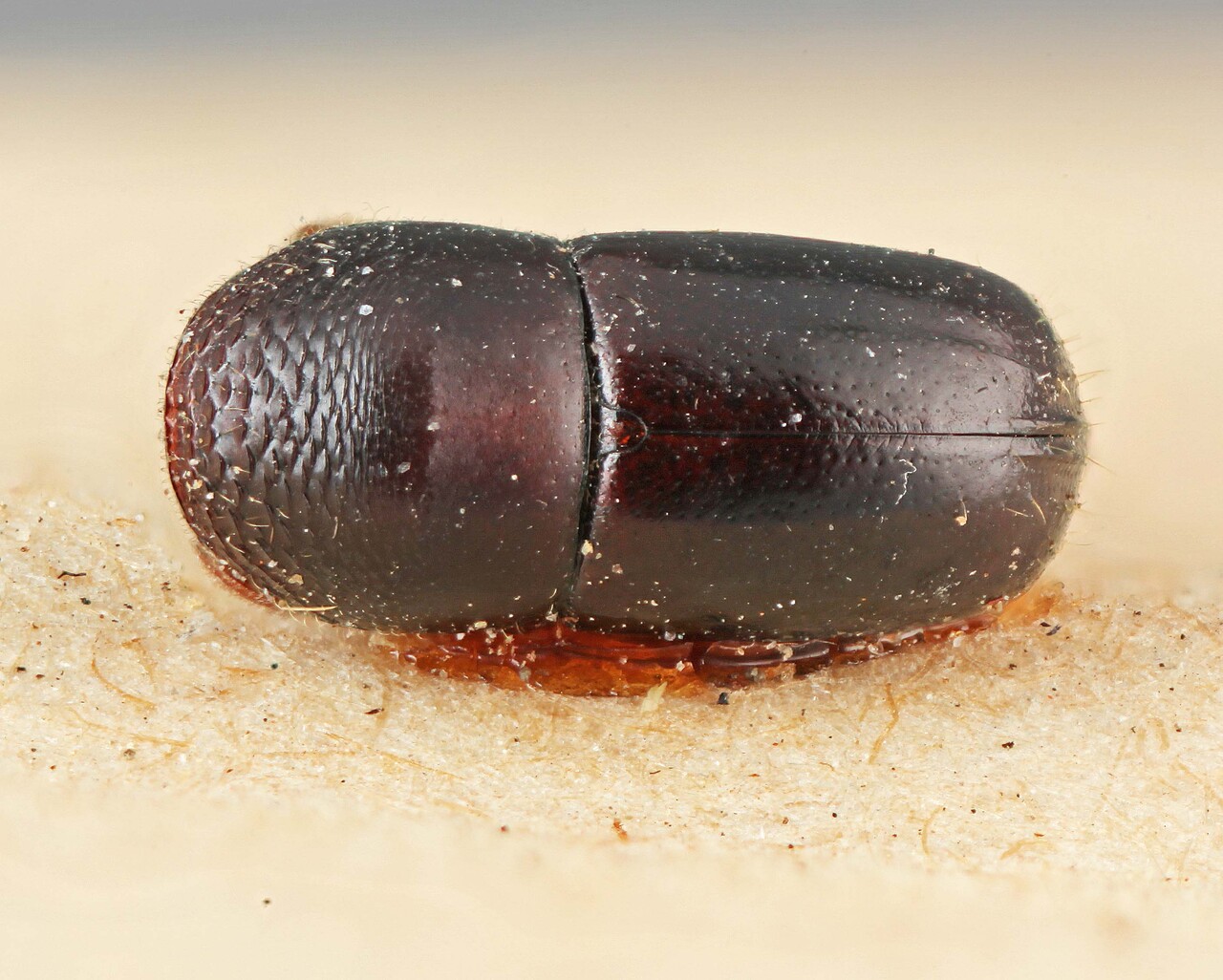 Genus / Species: Corthylus suturalis | Image Author: SM Smith | Location: Brazil, Espirito Santo, Espirito Santo (estado) | Image Type: lectotype | Collection: Entomology