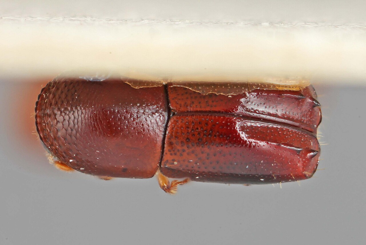 Genus / Species: Monarthrum costatum | Image Author: SM Smith | Location: Brazil, Bahia, Bahia (estado) | Image Type: lectotype | Collection: Entomology