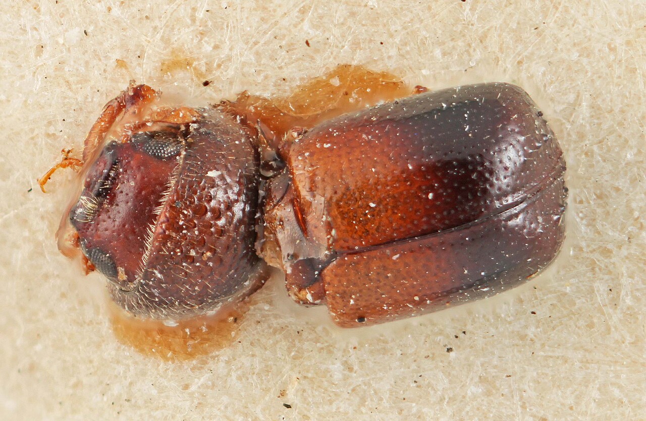 Genus / Species: Corthylus tuberculatus | Image Author: SM Smith | Location: Lesser Antilles, Guadeloupe, Guadeloupe | Image Type: lectotype | Collection: Entomology