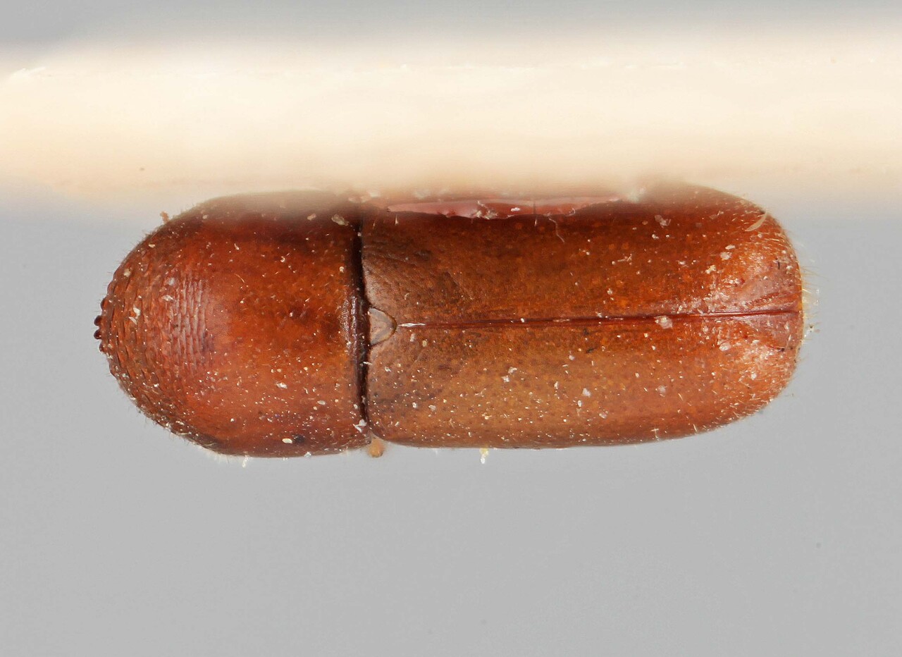 Genus / Species: Microcorthylus obscurus | Image Author: SM Smith | Location: Bolivia, Cochabamba, Cochabamba (departamento) | Image Type: holotype | Collection: Entomology