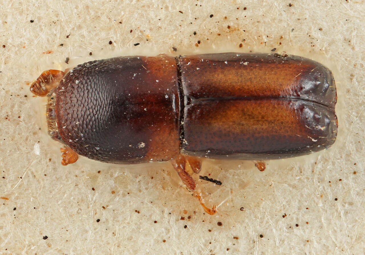 Genus / Species: Monarthrum bicolor | Image Author: SM Smith | Location: Bolivia, Cochabamba, Cochabamba (departamento) | Image Type: lectotype | Collection: Entomology