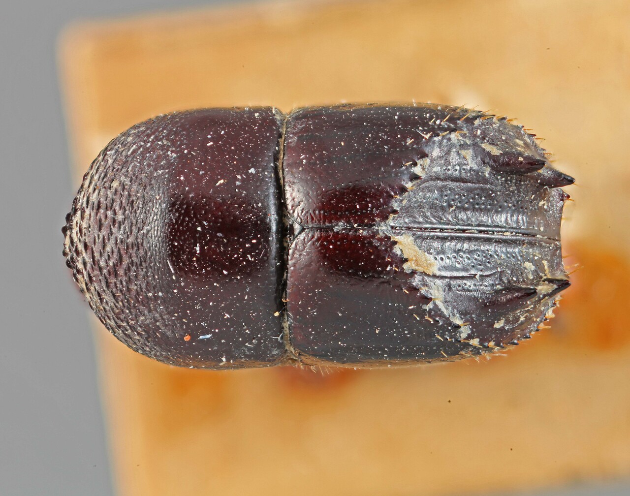 Genus / Species: Taurodemus splendidus | Image Author: SM Smith | Location: Brazil, unknown, Brazil (country / region) | Image Type: lectotype | Collection: Entomology