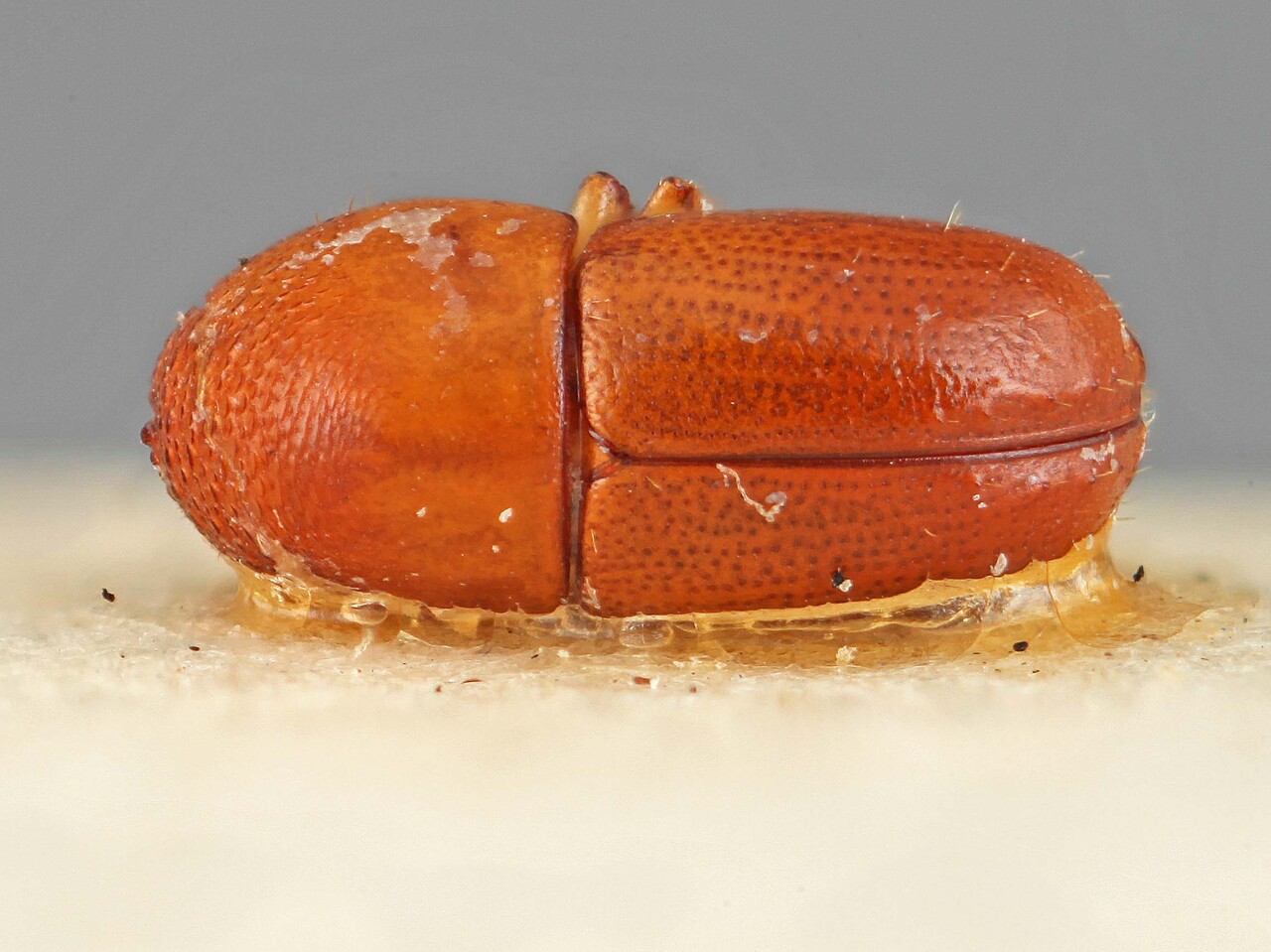 Genus / Species: Corthylocurus tuberculifer | Image Author: SM Smith | Location: Brazil, Bahia, Bahia (estado) | Image Type: lectotype | Collection: Entomology