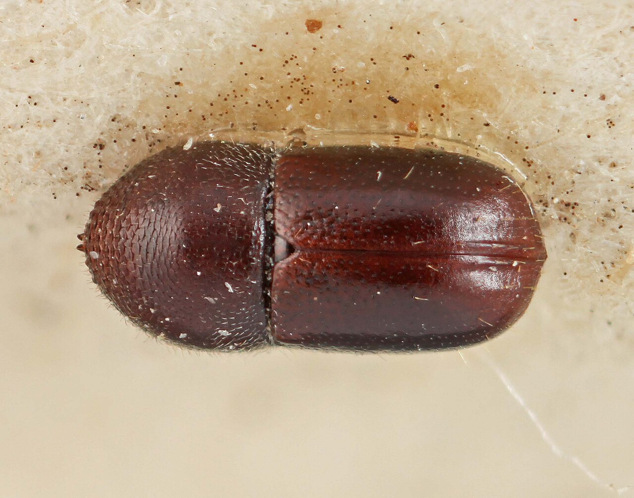 Genus / Species: Corthylus pusillus | Image Author: SM Smith | Location: Bolivia, Cochabamba, Cochabamba (departamento) | Image Type: holotype | Collection: Entomology