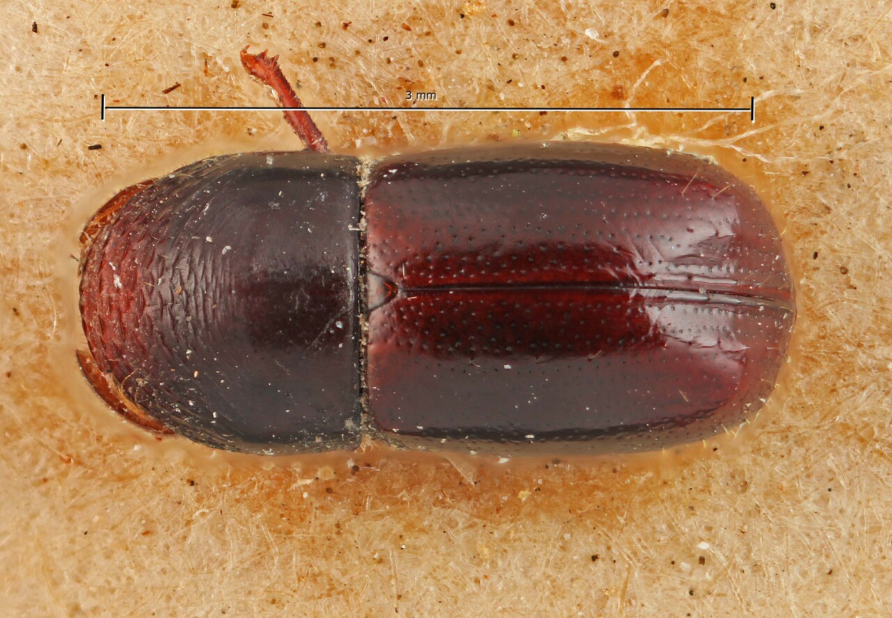 Genus / Species: Corthylus bolivianus | Image Author: SM Smith | Location: Bolivia, Cochabamba, Cochabamba (departamento) | Image Type: holotype | Collection: Entomology