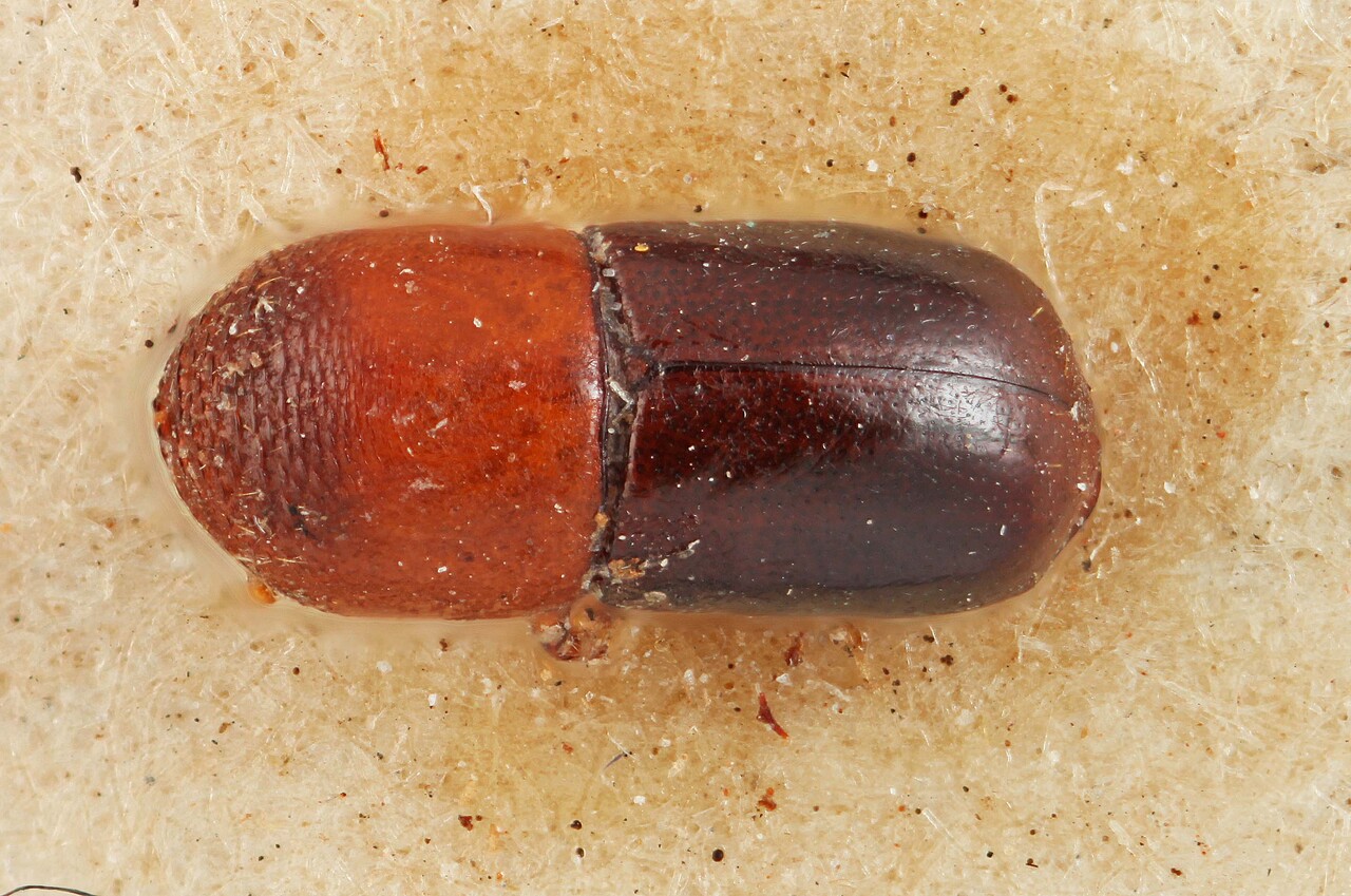 Genus / Species: Corthyloxiphus emarginatus | Image Author: SM Smith | Location: Bolivia, Cochabamba, Cochabamba (departamento) | Image Type: lectotype | Collection: Entomology