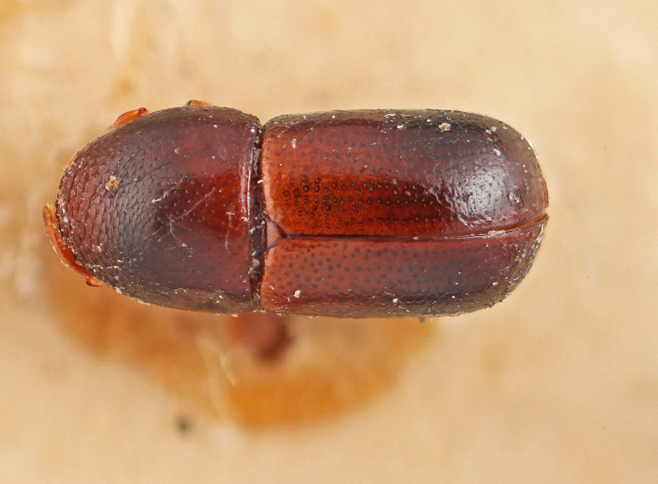 Genus / Species: Corthylus subasperulus | Image Author: SM Smith | Location: Lesser Antilles, Guadeloupe, Guadeloupe | Image Type: lectotype | Collection: Entomology