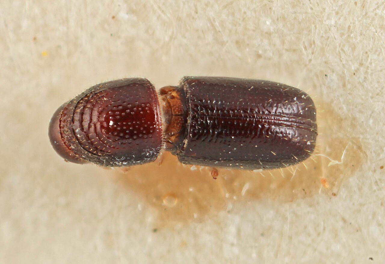 Genus / Species: Pityophthorus argentinensis | Image Author: SM Smith | Location: Argentina, Salta, Salta (provincia) | Image Type: lectotype | Collection: Entomology