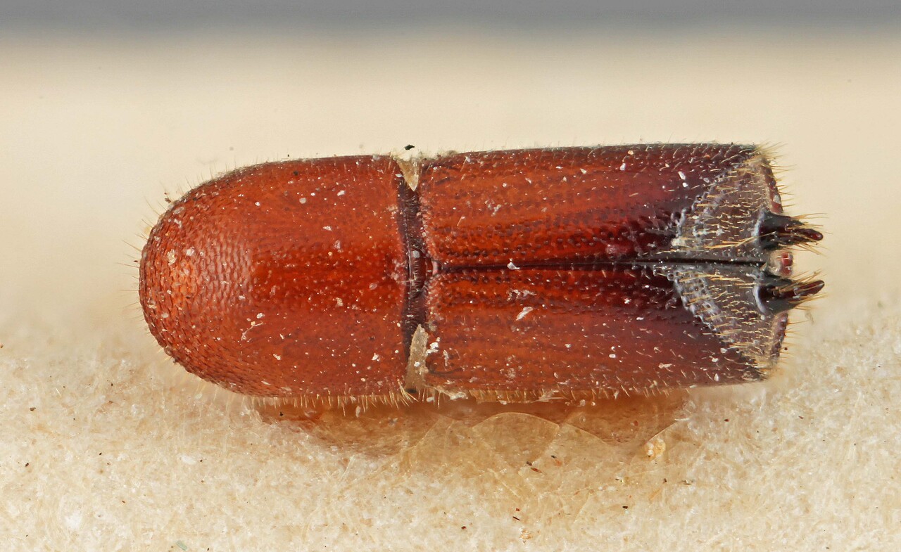 Genus / Species: Premnobius spinifer | Image Author: SM Smith | Location: Zaire, Luebo | Image Type: holotype | Collection: Entomology