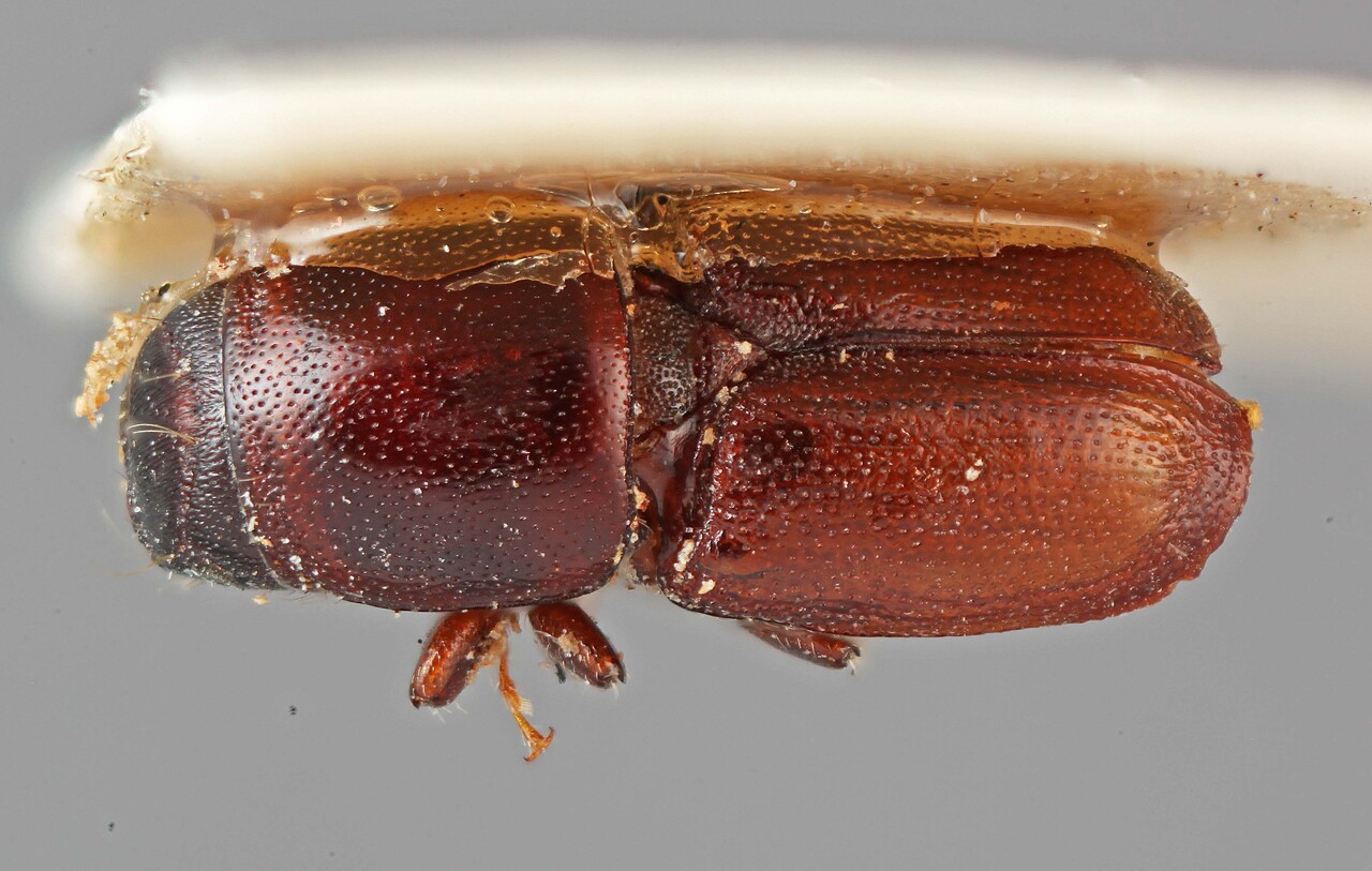Genus / Species: Scolytus frontalis | Image Author: SM Smith | Location: China, Taiwan, Taiwan (country / region) | Image Type: lectotype | Collection: Entomology