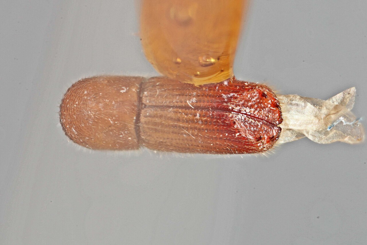 Genus / Species: Premnobius quadridens | Image Author: SM Smith | Location: Tanzania, Usagara | Image Type: lectotype | Collection: Entomology