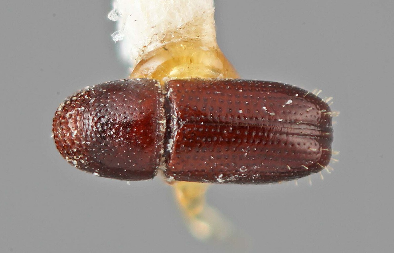 Genus / Species: Pityophthorus niger | Image Author: SM Smith | Location: Brazil, Rio Grande do Sul, Porto Alegre | Image Type: holotype | Collection: Entomology