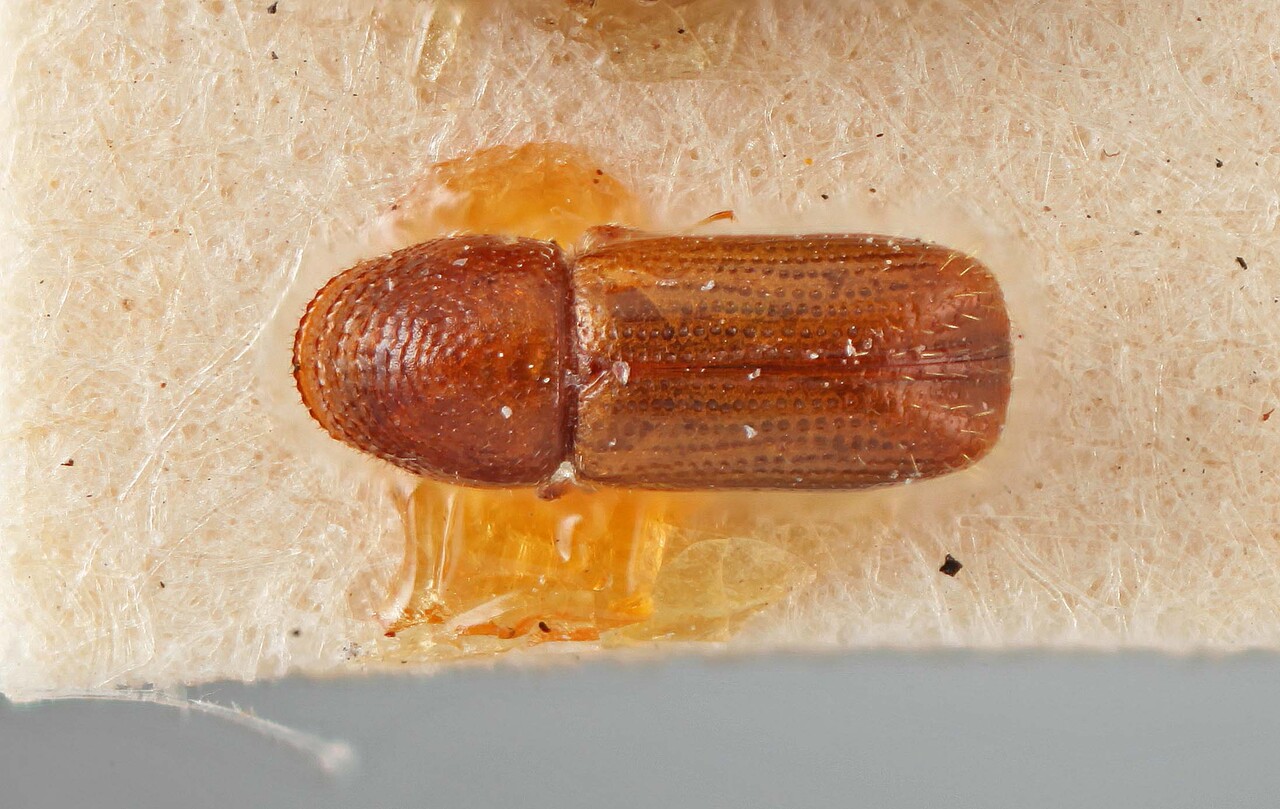 Genus / Species: Pityophthorus subconcentralis | Image Author: SM Smith | Location: Lesser Antilles, Guadeloupe, Trois Rivieres | Image Type: lectotype | Collection: Entomology
