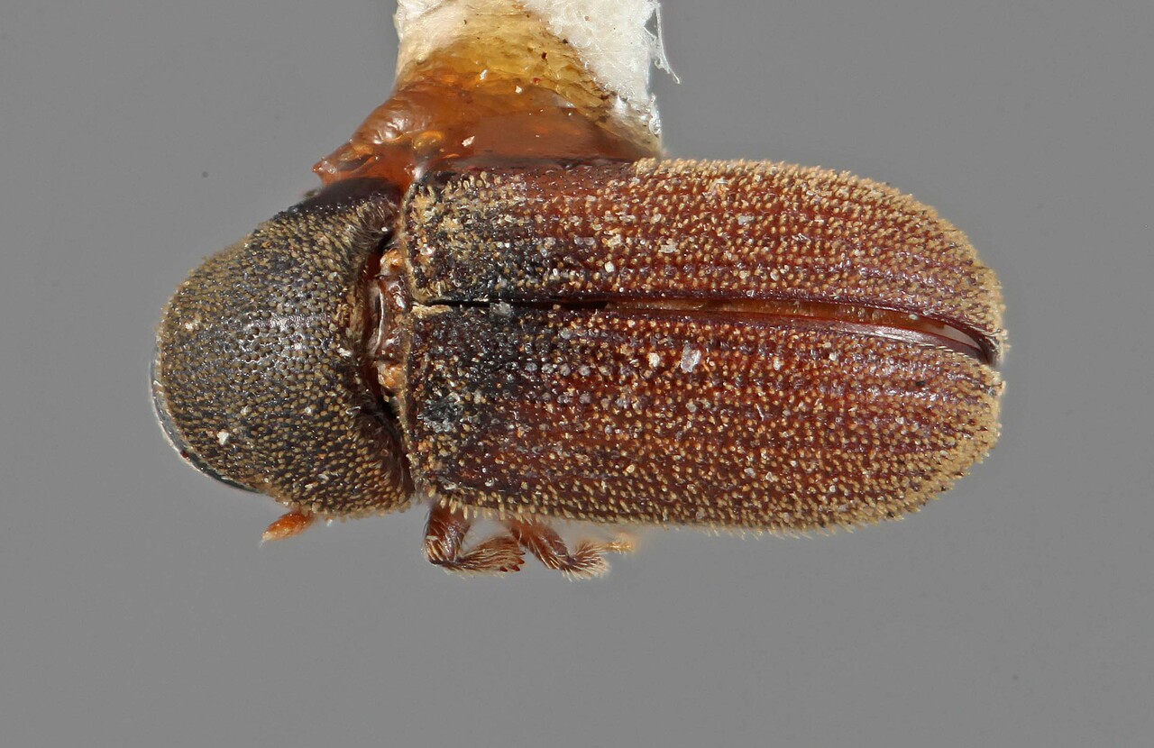 Genus / Species: Carphoborus brevisetosus | Image Author: SM Smith | Location: United States, Wyoming, Saratoga | Image Type: holotype | Collection: Entomology