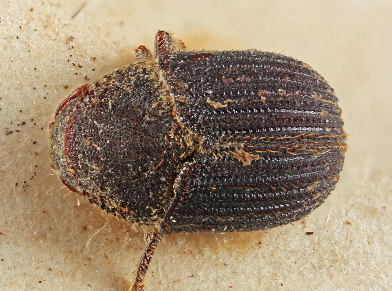Genus / Species: Phloeotribus uniseriatus | Image Author: SM Smith | Location: Bolivia, Cochabamba, Cochabamba (departamento) | Image Type: lectotype | Collection: Entomology