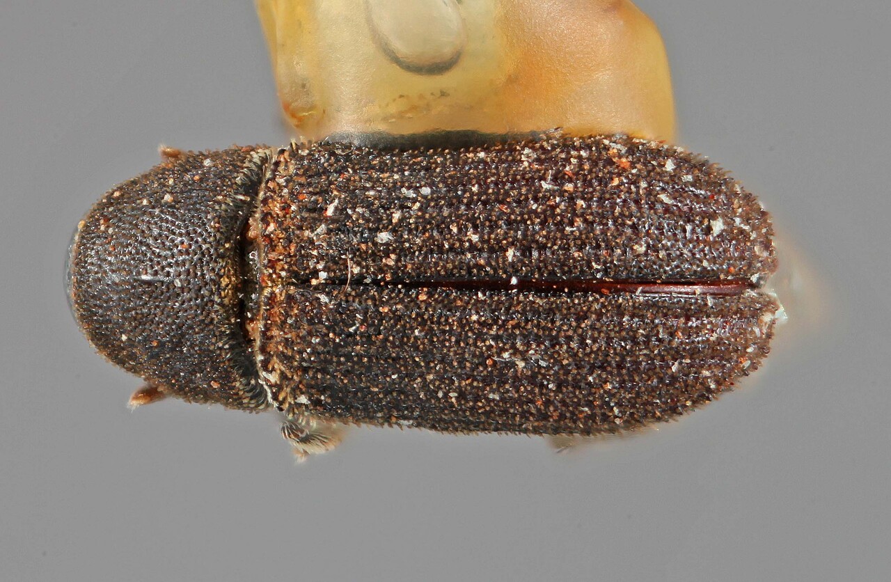 Genus / Species: Carphoborus convexifrons | Image Author: SM Smith | Location: United States, Arizona, Chiricahua National Monument | Image Type: holotype | Collection: Entomology