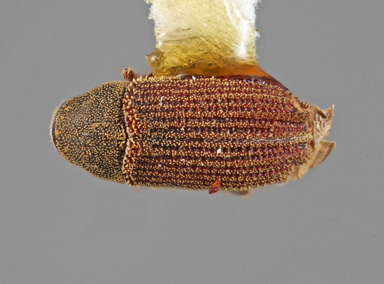 Genus / Species: Carphoborus intermedius | Image Author: SM Smith | Location: United States, Colorado, New Castle | Image Type: holotype | Collection: Entomology