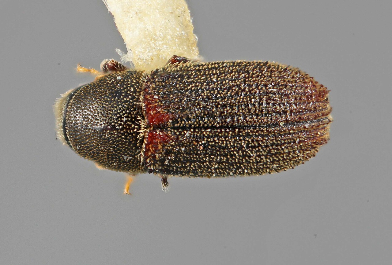 Genus / Species: Carphoborus declivis | Image Author: SM Smith | Location: United States, California, Tenaya Lake (Yosemite N.P.) | Image Type: holotype | Collection: Entomology