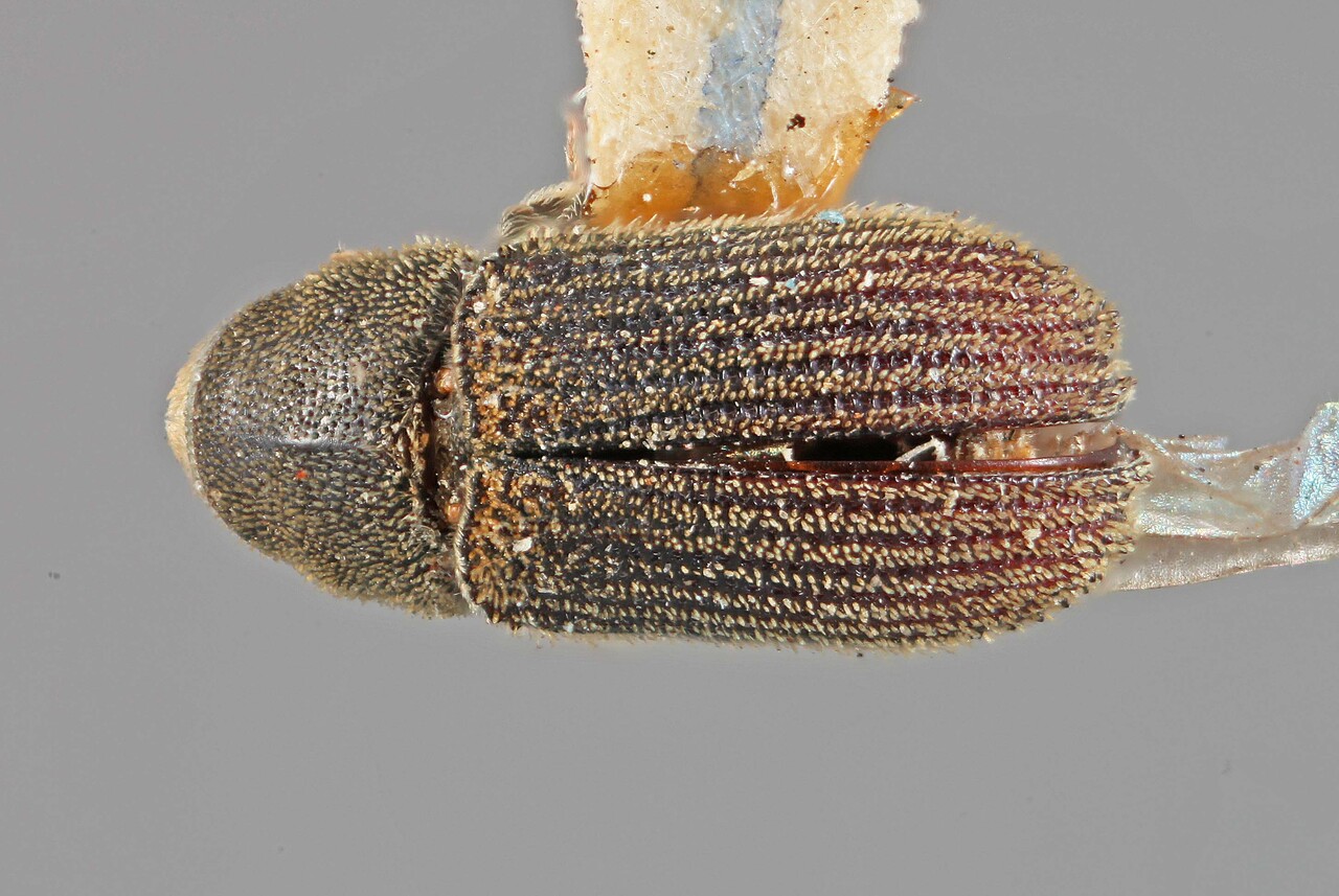 Genus / Species: Carphoborus frontalis | Image Author: SM Smith | Location: United States, California, Ventura Co. | Image Type: holotype | Collection: Entomology