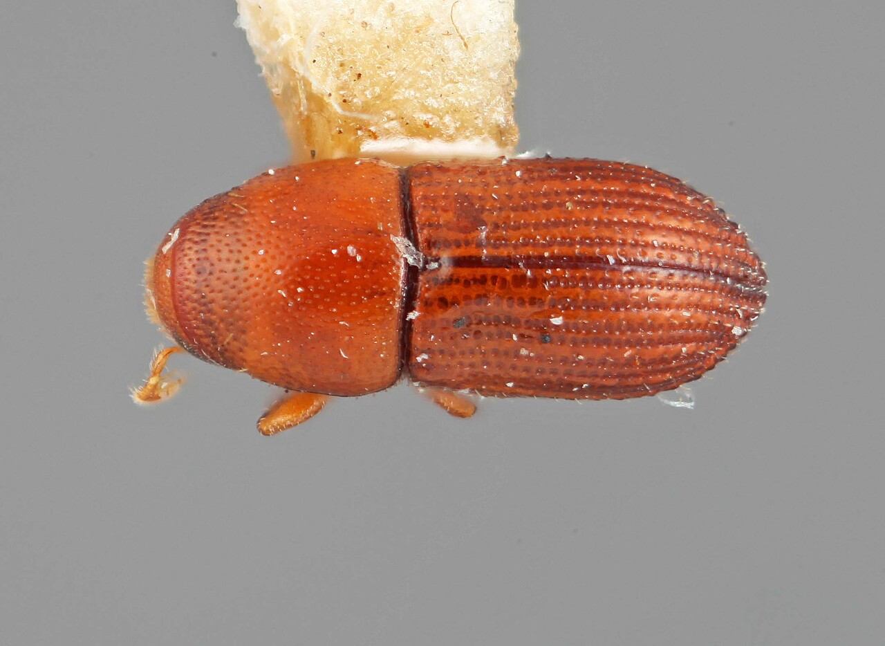 Genus / Species: Loganius vagabundus | Image Author: SM Smith | Location: United States, Florida, Key West | Image Type: holotype | Collection: Entomology