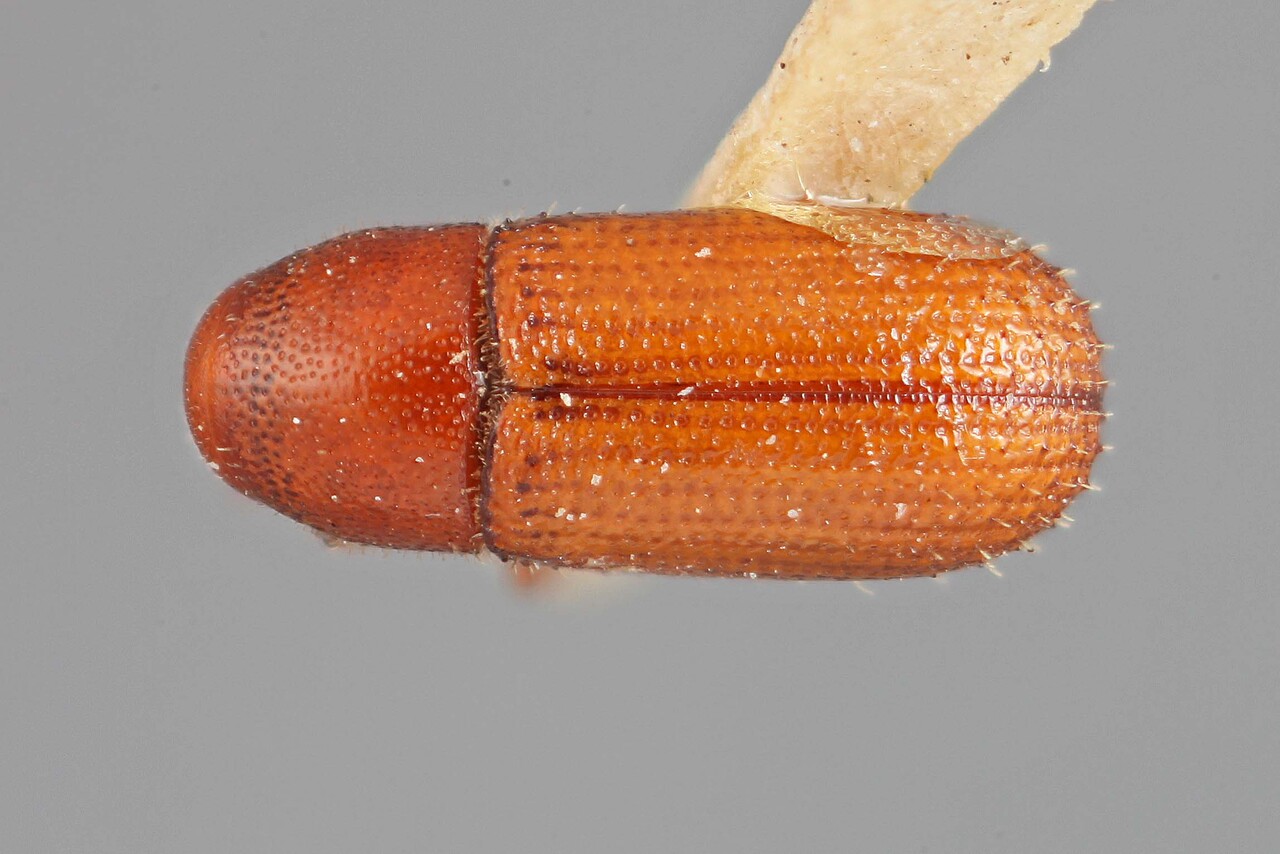 Genus / Species: Cladoctonus corumbensis | Image Author: SM Smith | Location: Bolivia, Route between Boyuibe and Charagua via Cueva | Image Type: holotype | Collection: Entomology