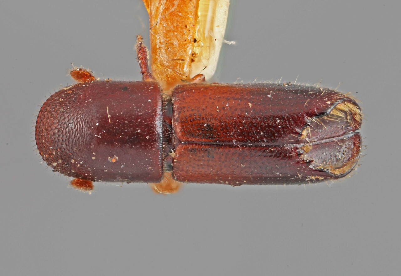 Genus / Species: Monarthrum huachucae | Image Author: SM Smith | Location: United States, Arizona, Miller Canyon | Image Type: holotype | Collection: Entomology