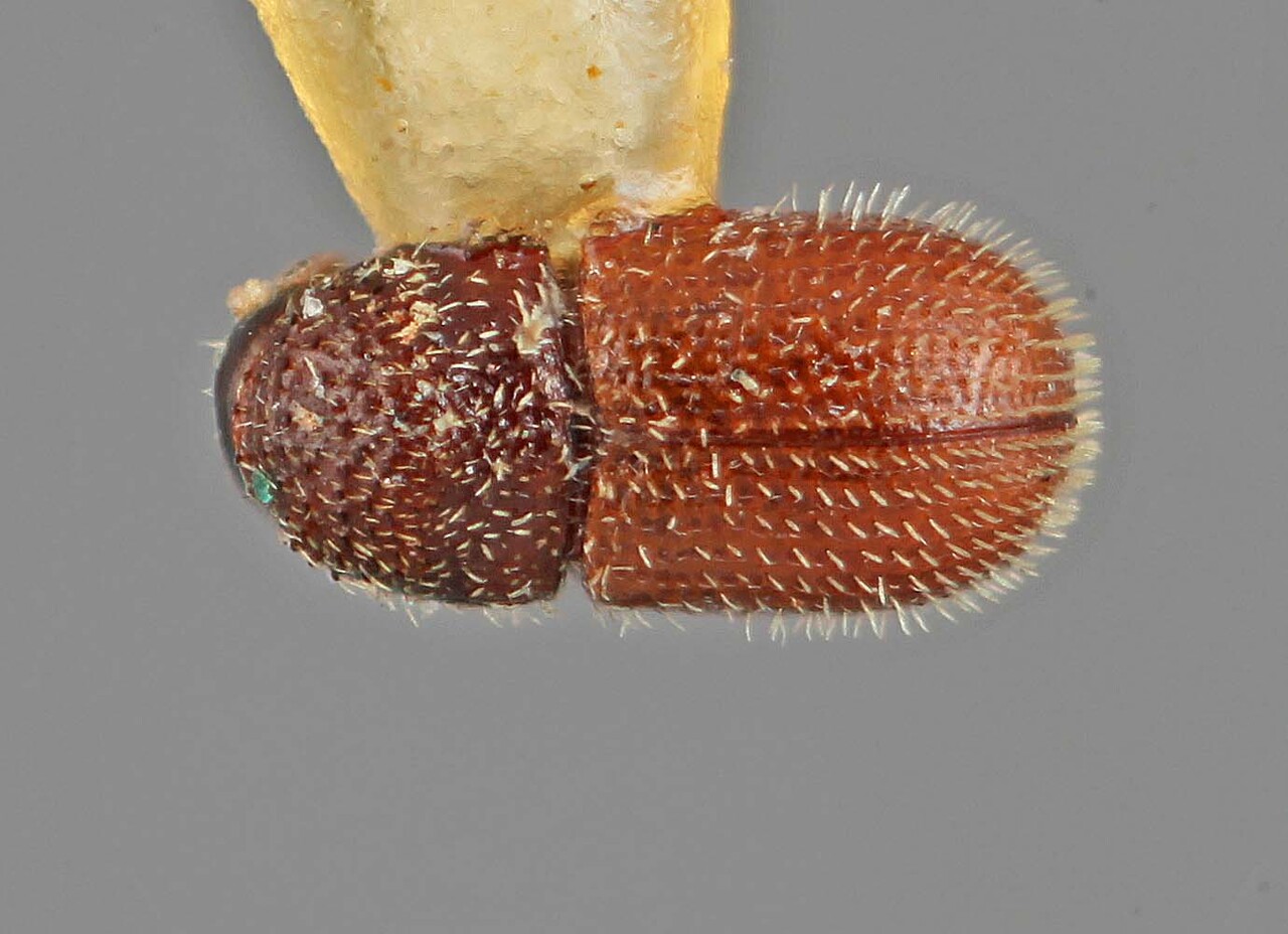 Genus / Species: Eidophelus dubiosus | Image Author: SM Smith | Location: Caroline Islands, Peleliu, Palau Island | Image Type: holotype | Collection: Entomology