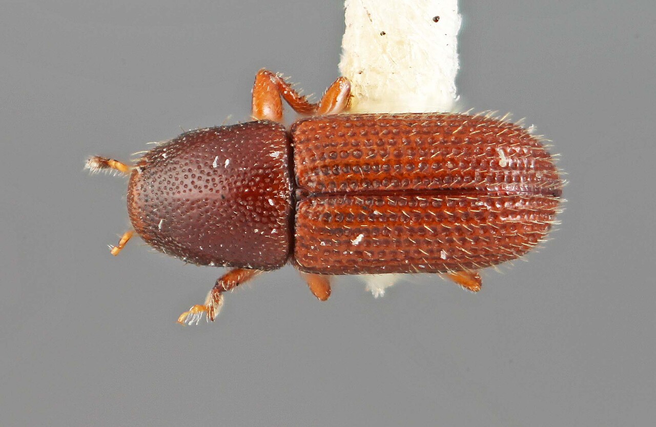 Genus / Species: Microborus lautus | Image Author: SM Smith | Location: Puerto Rico, Leper Island, San Juan | Image Type: holotype | Collection: Entomology