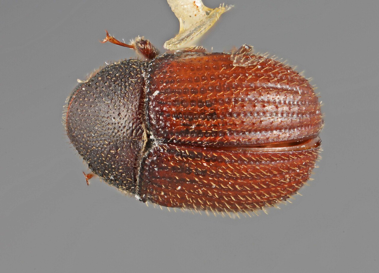 Genus / Species: Chramesus marginatus | Image Author: SM Smith | Location: México, unknown, Mexico (country / region) | Image Type: holotype | Collection: Entomology