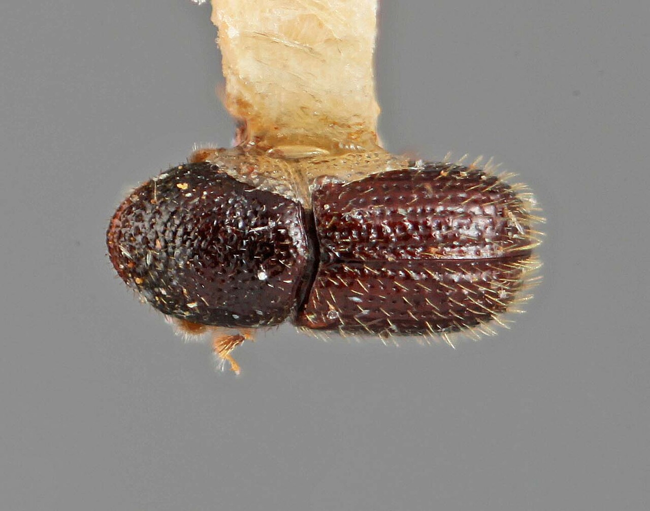 Genus / Species: Eidophelus basilaris | Image Author: SM Smith | Location: Caroline Islands, Koror, Palau Isl. | Image Type: holotype | Collection: Entomology