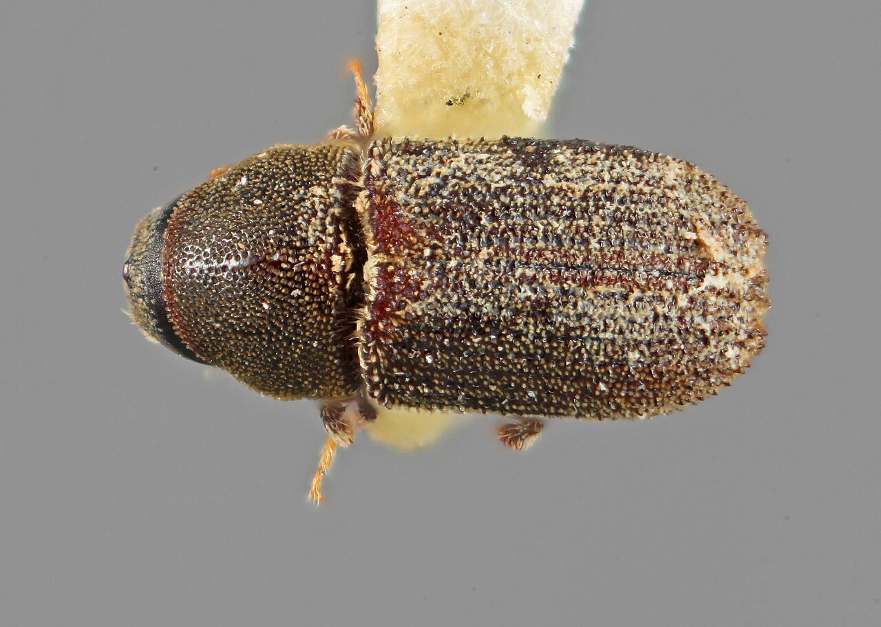 Genus / Species: Carphoborus pseudotsugae | Image Author: SM Smith | Location: United States, Arizona, Prescott N.F. | Image Type: holotype | Collection: Entomology