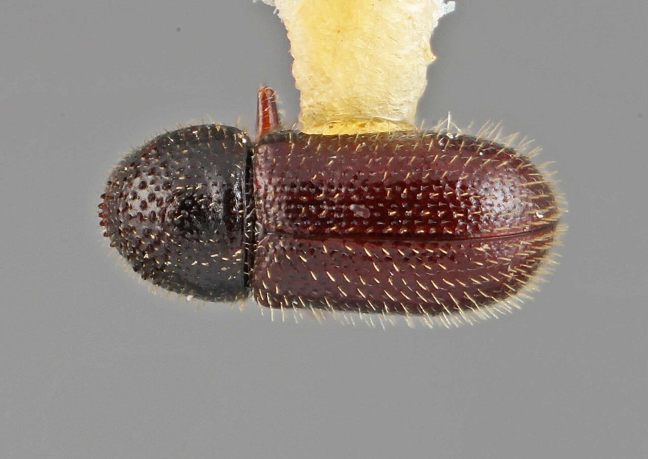Genus / Species: Eidophelus nubilus | Image Author: SM Smith | Location: Marshall Islands, Arno Atoll, Ine Island | Image Type: holotype | Collection: Entomology
