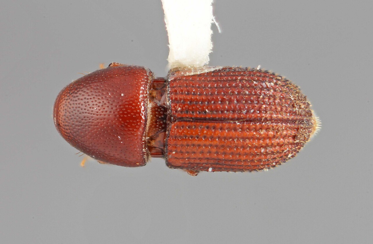Genus / Species: Loganius splendens | Image Author: SM Smith | Location: México, unknown, Mexico (country / region) | Image Type: holotype | Collection: Entomology
