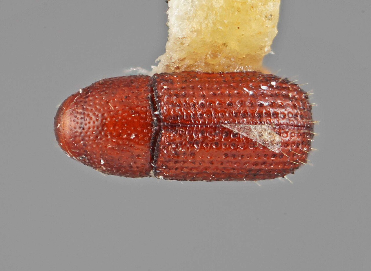 Genus / Species: Cladoctonus cubensis | Image Author: SM Smith | Location: Cuba, Cienfuegos, Cayamas | Image Type: holotype | Collection: Entomology