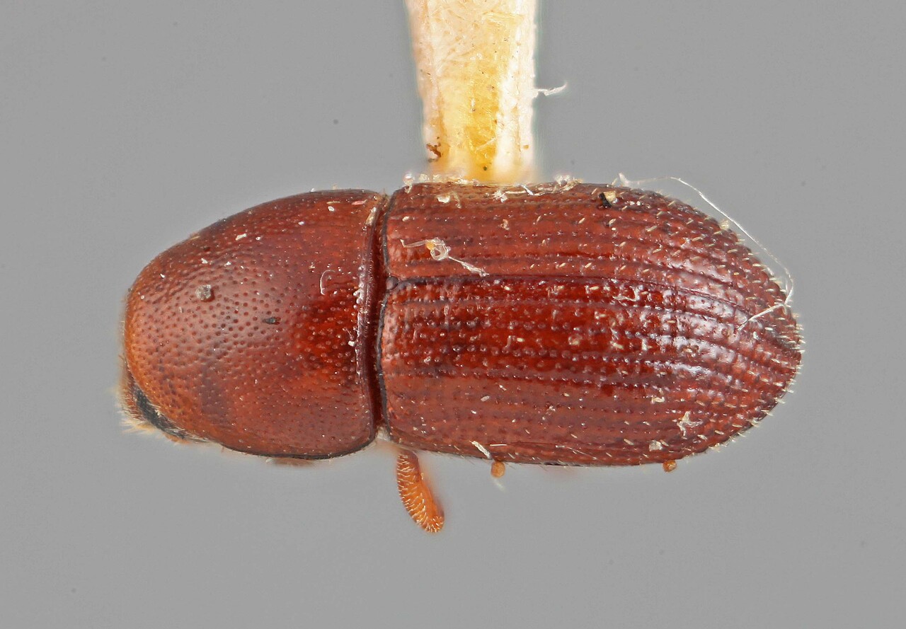 Genus / Species: Loganius ficus | Image Author: SM Smith | Location: United States, Florida, Key West | Image Type: holotype | Collection: Entomology