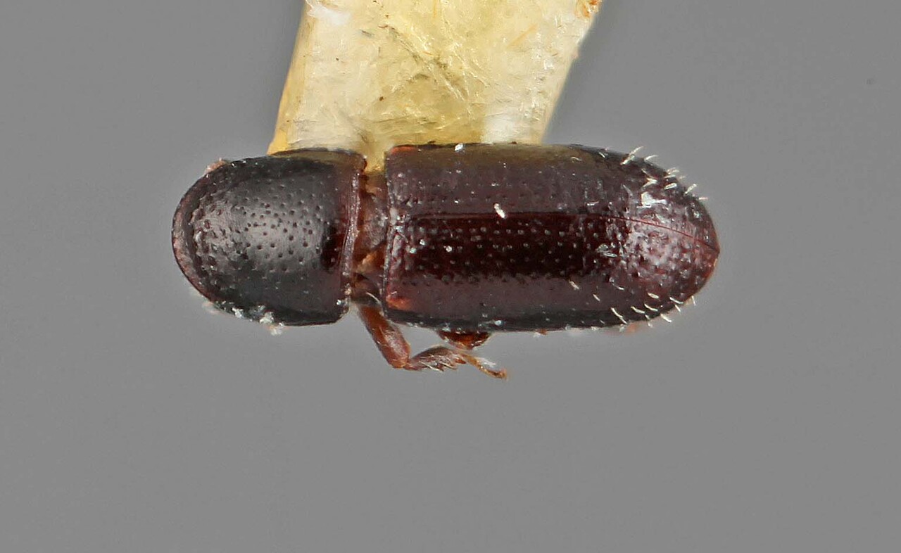 Genus / Species: Hemicryphalus atomus | Image Author: SM Smith | Location: Caroline Islands, Yap Island, Kolonia | Image Type: holotype | Collection: Entomology
