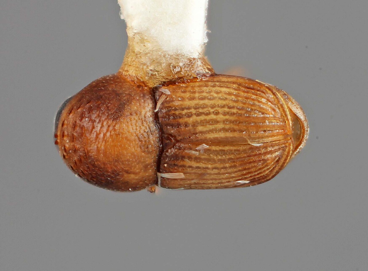 Genus / Species: Scolytomimus bicolor | Image Author: SM Smith | Location: Caroline Islands, Ngatpang, east of, Palau Isl. | Image Type: holotype | Collection: Entomology