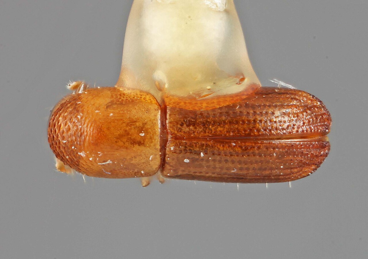 Genus / Species: Planiculus kororensis | Image Author: SM Smith | Location: Caroline Islands, Koror, Palau Isl. | Image Type: holotype | Collection: Entomology