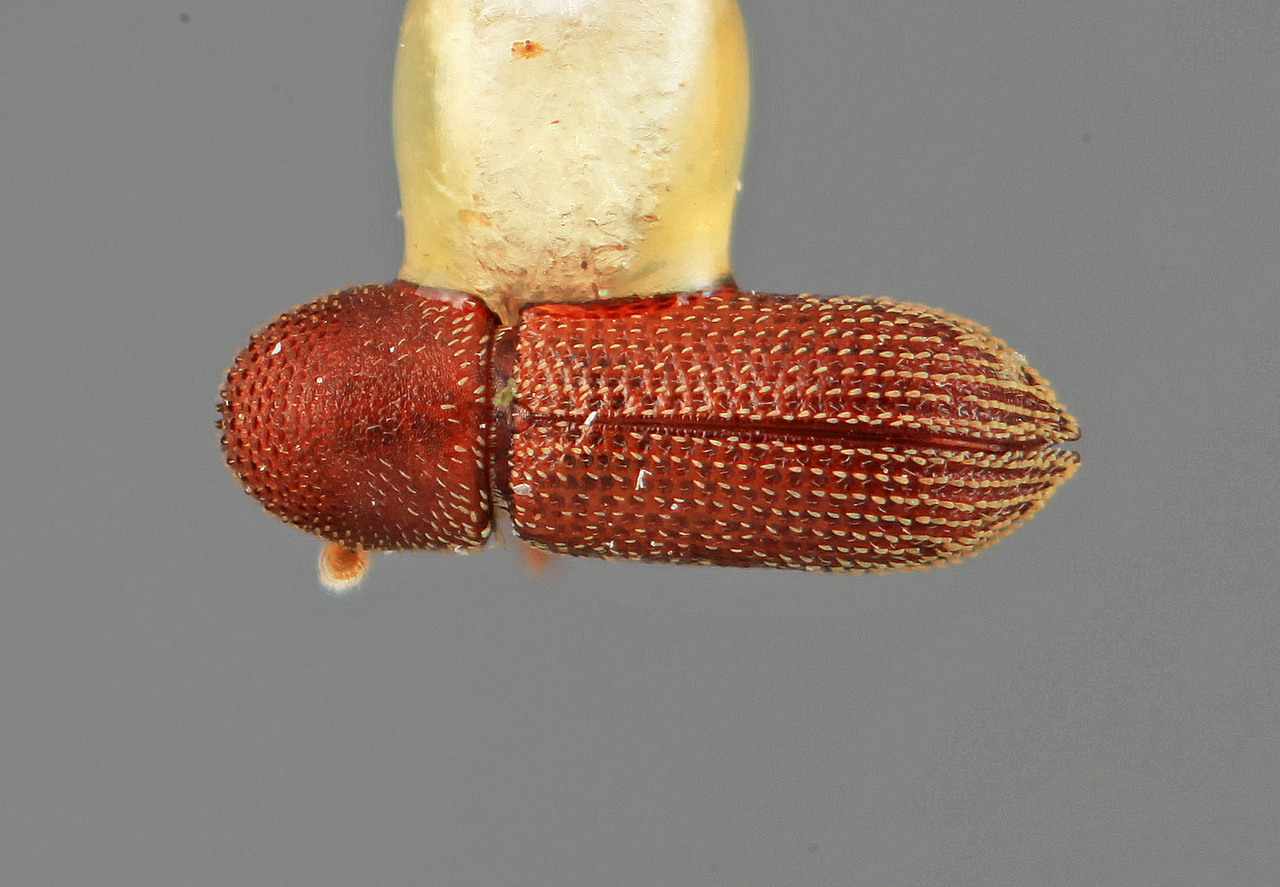 Genus / Species: Micracisella striata | Image Author: SM Smith | Location: Honduras, Yoro, Olanchito | Image Type: holotype | Collection: Entomology