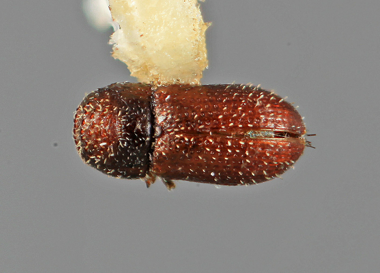 Genus / Species: Pseudothysanoes aquilus | Image Author: SM Smith | Location: México, Michoacán, Morelia, 25 km E | Image Type: holotype | Collection: Entomology