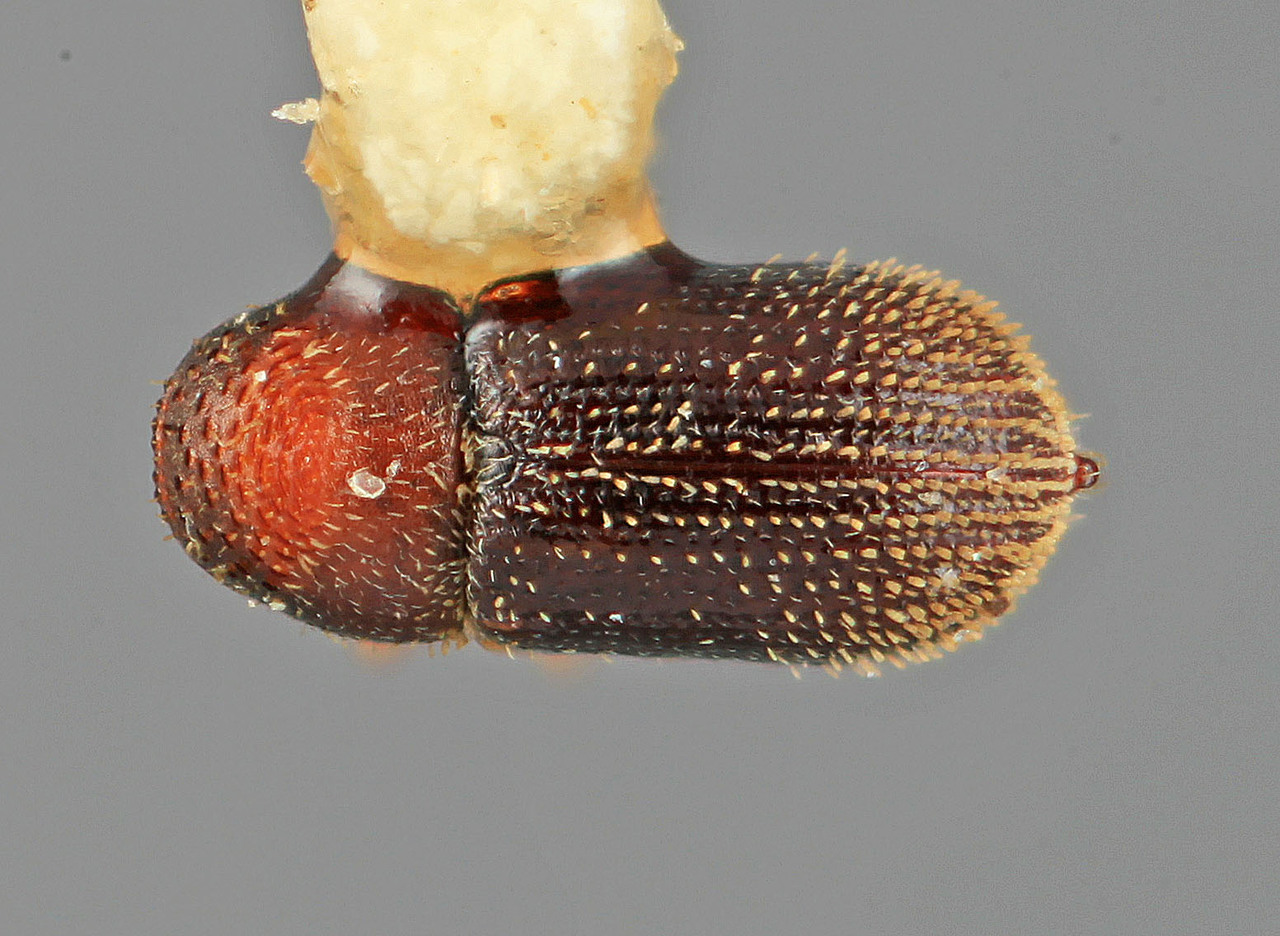Genus / Species: Pseudothysanoes subulatus | Image Author: SM Smith | Location: Guatemala, Escuintla, Volcán Pacaya | Image Type: holotype | Collection: Entomology