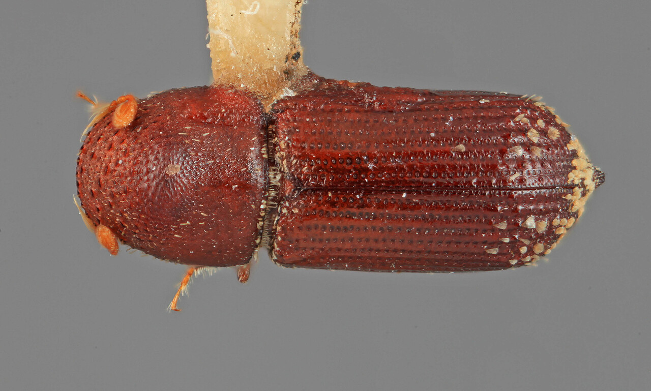 Genus / Species: Micracis amplinis | Image Author: SM Smith | Location: México, Durango, El Salto, 3 mi (5 km) W | Image Type: holotype | Collection: Entomology