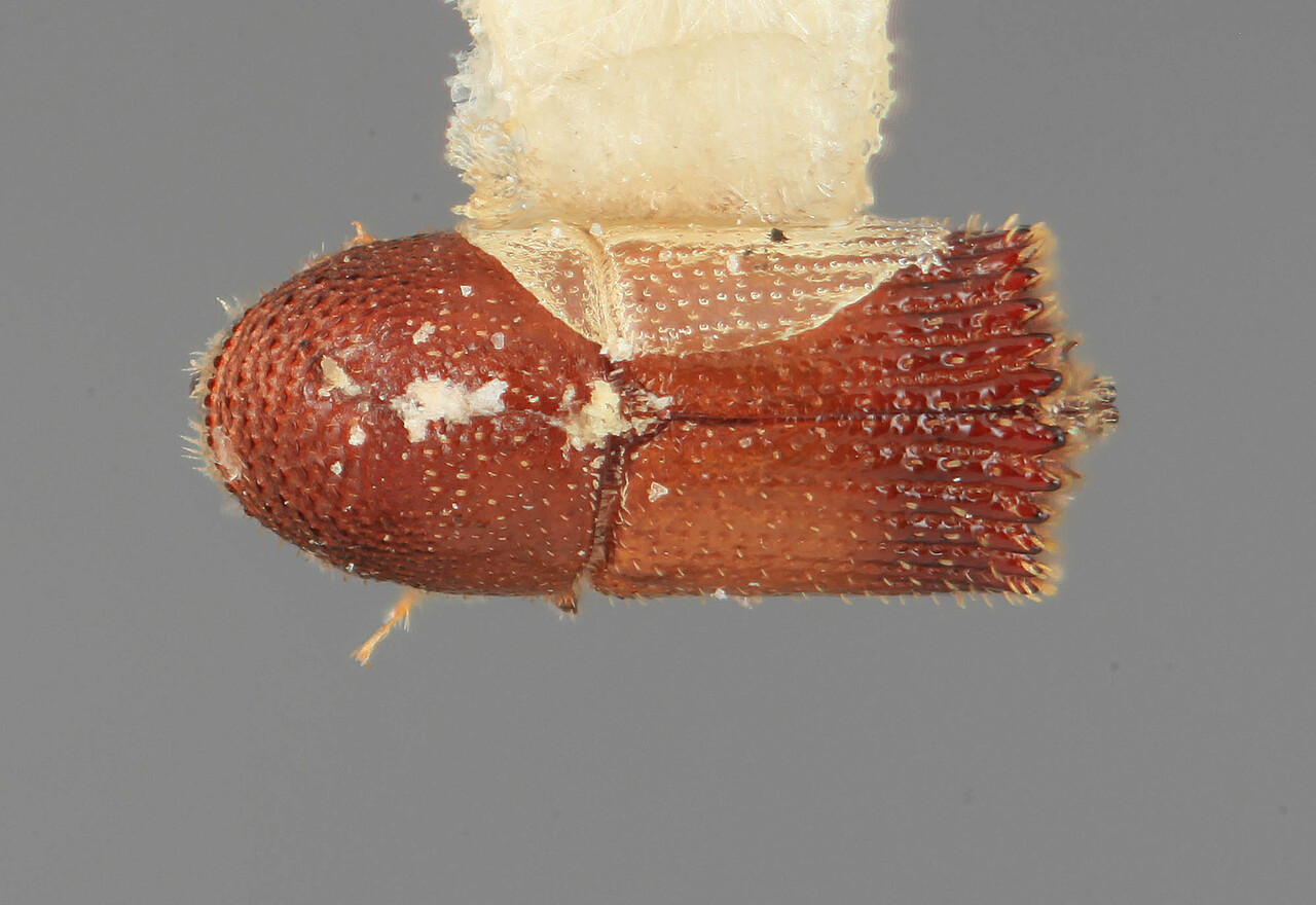 Genus / Species: Hylocurus scitulus | Image Author: SM Smith | Location: México, Jalisco, Chamela | Image Type: holotype | Collection: Entomology