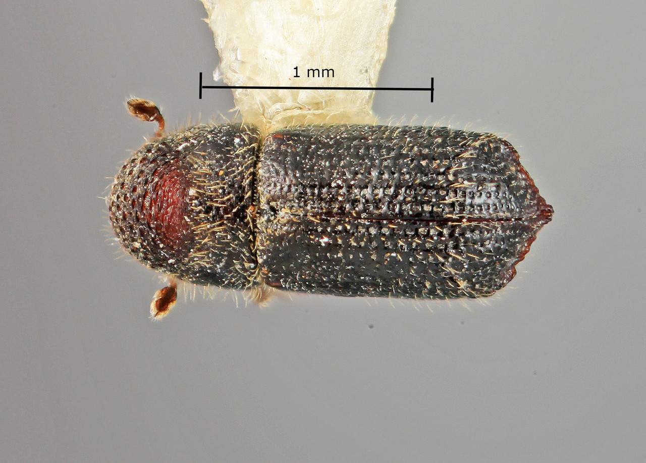 Genus / Species: Phloeocleptus ardis | Image Author: SM Smith | Location: México, Nuevo León, Cerro Chipinque | Image Type: holotype | Collection: Entomology