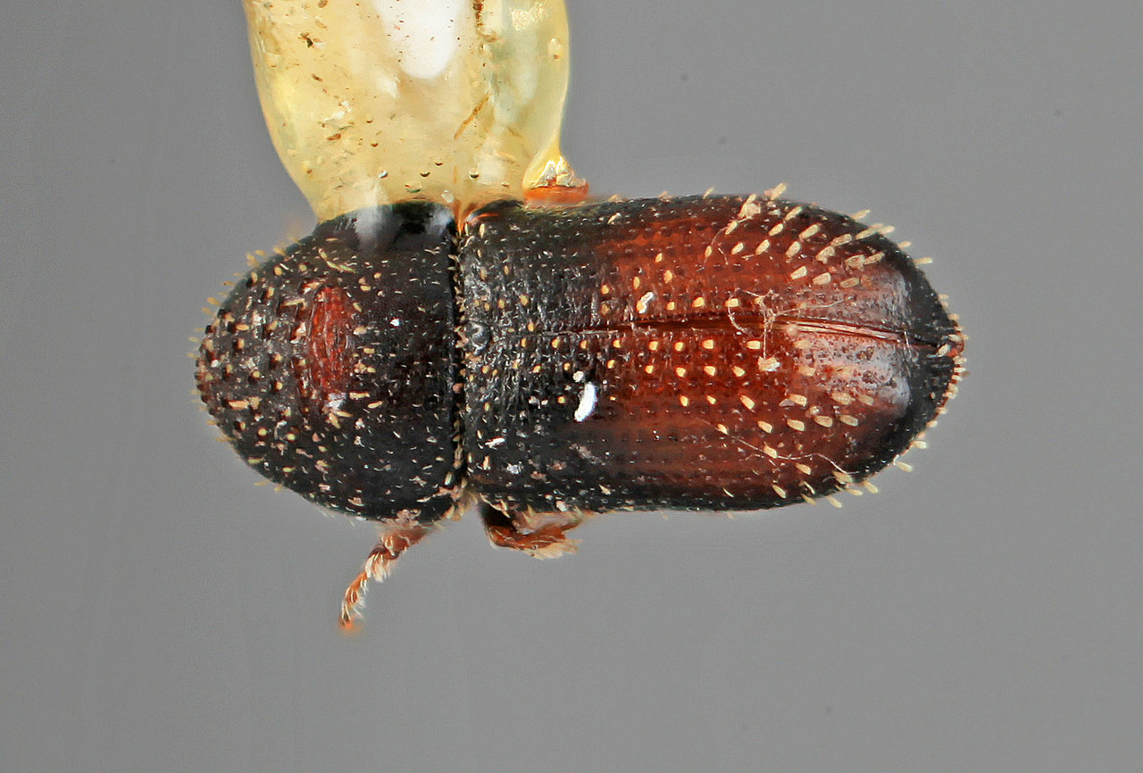 Genus / Species: Pseudothysanoes bullatus | Image Author: SM Smith | Location: México, Oaxaca, Nochixtlan, 42 km SE | Image Type: holotype | Collection: Entomology