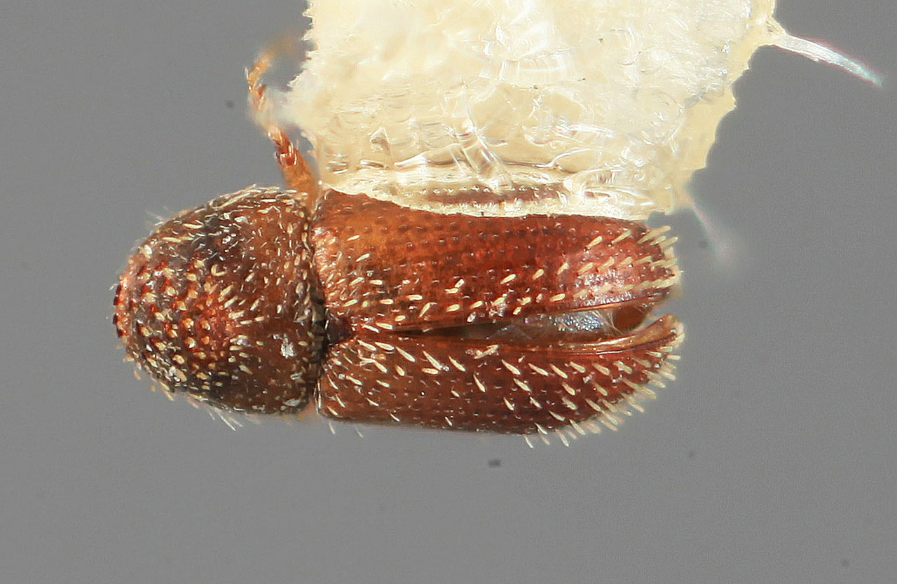 Genus / Species: Pseudothysanoes perseae | Image Author: SM Smith | Location: México, Nuevo León, Cerro Chipinque | Image Type: holotype | Collection: Entomology