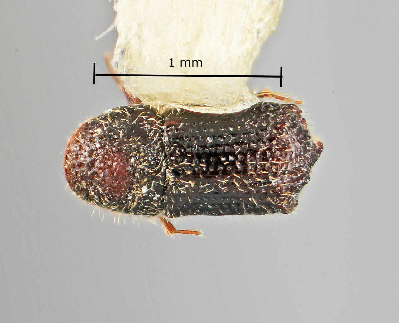 Genus / Species: Phloeocleptus spicatus | Image Author: SM Smith | Location: México, Nuevo León, Cerro Chipinque | Image Type: holotype | Collection: Entomology