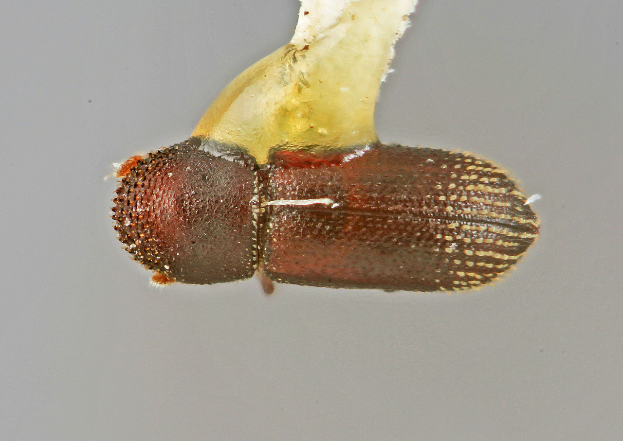 Genus / Species: Micracisella adnata | Image Author: SM Smith | Location: México, Veracruz, Huatusco, 9 mi (14 km) E  | Image Type: holotype | Collection: Entomology