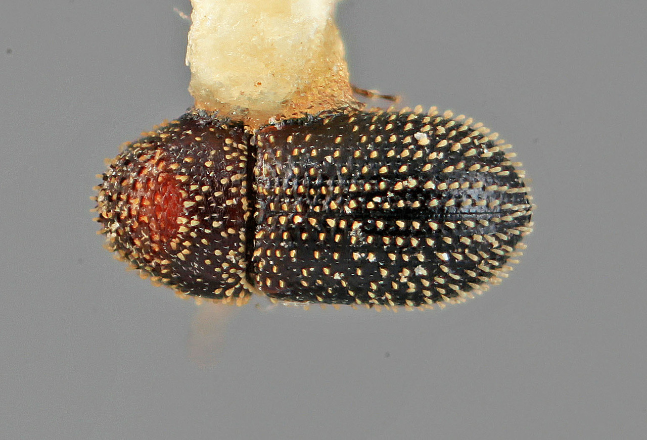 Genus / Species: Pseudothysanoes furvus | Image Author: SM Smith | Location: Costa Rica, Guanacaste, La Pacifica | Image Type: holotype | Collection: Entomology